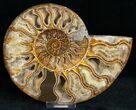 / Polished Ammonite Pair - Crystal Pockets #11793-2
